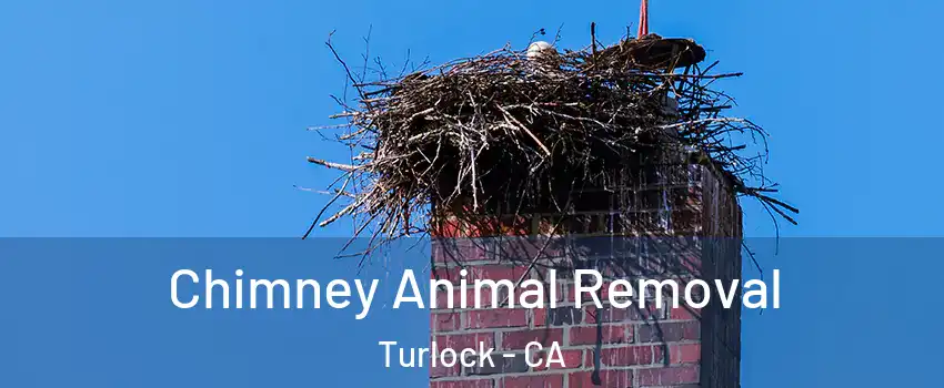  Chimney Animal Removal Turlock - CA