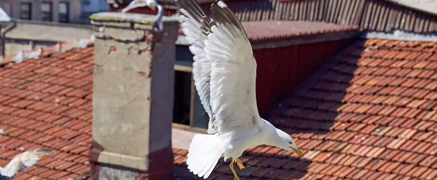 Residential Chimney Animal Removal Solution in Turlock, CA